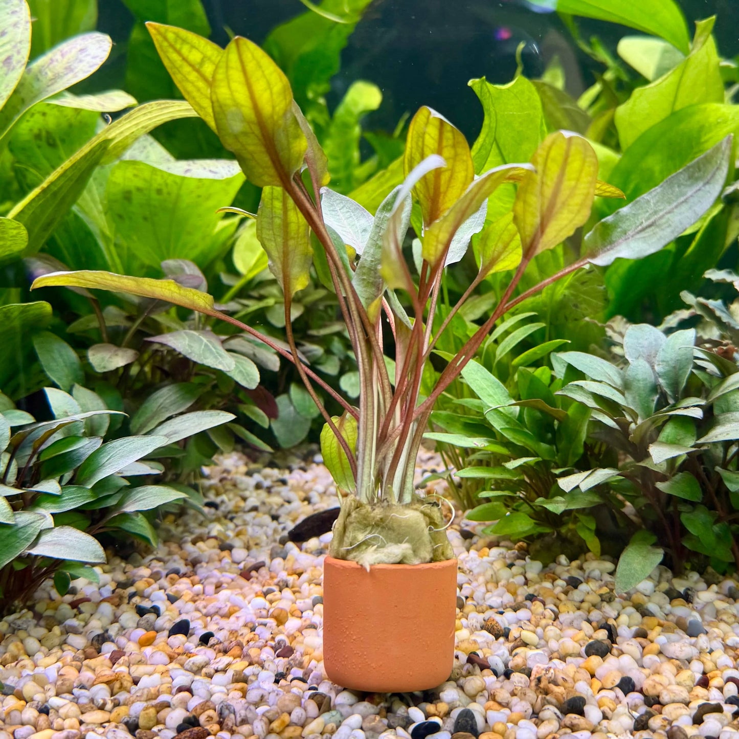 Pisces Enterprises 3cm Terracotta Pot Cryptocoryne Mi Oya 3cm Terracotta Pot Buy Aquarium Plants Online Cryptocoryne Mi Oya - Scapeshop Australia