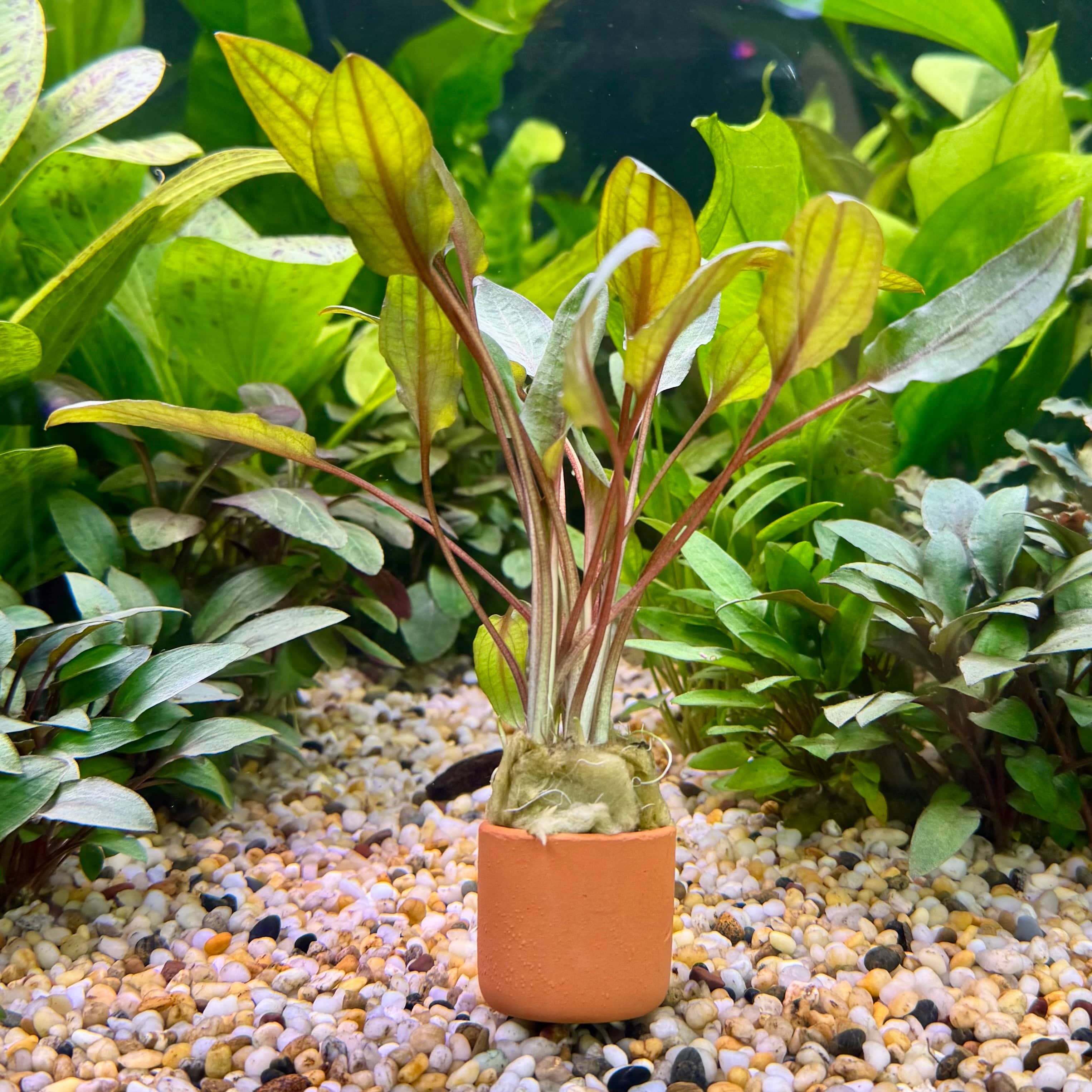 Pisces Enterprises 3cm Terracotta Pot Cryptocoryne Mi Oya 3cm Terracotta Pot Buy Aquarium Plants Online Cryptocoryne Mi Oya - Scapeshop Australia