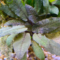 Pisces Enterprises 3cm Terracotta Pot Cryptocoryne Wendtii Tropica 3cm Terracotta Pot Cryptocoryne Wendtii Tropica 3cm Terracotta Pot Aquarium Plant Aust.