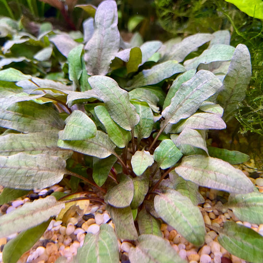 Pisces Enterprises 3cm Terracotta Pot Cryptocoryne Wendtii Tropica 3cm Terracotta Pot Cryptocoryne Wendtii Tropica 3cm Terracotta Pot Aquarium Plant Aust.