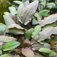 Pisces Enterprises 3cm Terracotta Pot Cryptocoryne Wendtii Tropica 3cm Terracotta Pot Cryptocoryne Wendtii Tropica 3cm Terracotta Pot Aquarium Plant Aust.