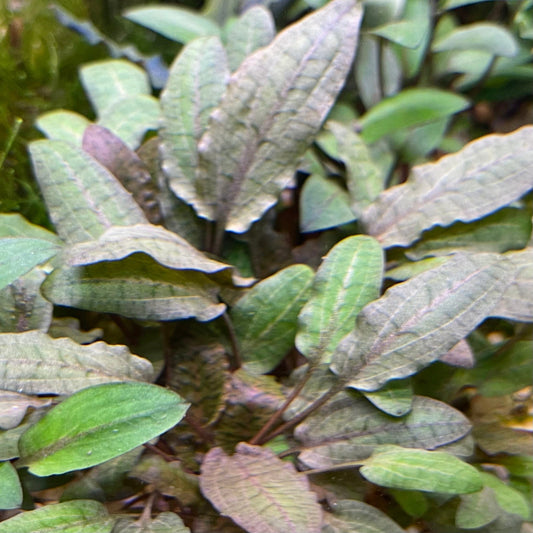 Pisces Enterprises 3cm Terracotta Pot Cryptocoryne Wendtii Tropica 3cm Terracotta Pot Cryptocoryne Wendtii Tropica 3cm Terracotta Pot Aquarium Plant Aust.
