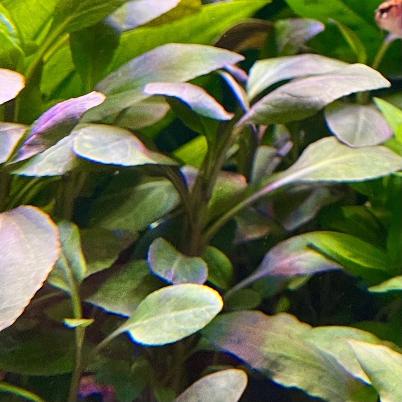 Pisces Enterprises 3cm Terracotta Pot Lobelia Cardinalis 3cm Terracotta Pot Shop Aquarium Plants - Lobelia Cardinalis 3cm Terracotta Pot