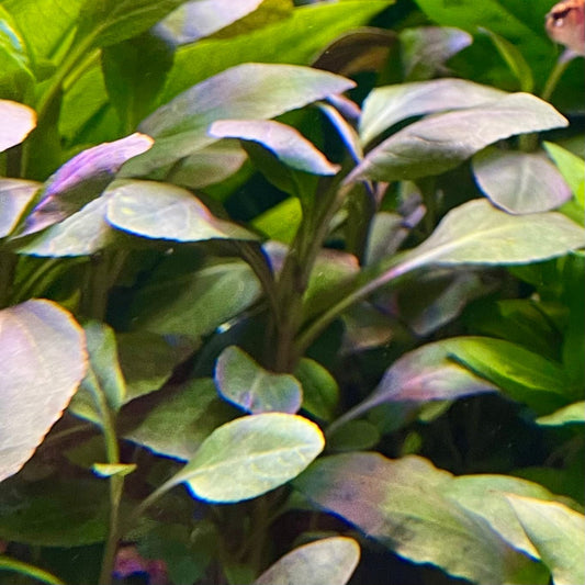 Pisces Enterprises 3cm Terracotta Pot Lobelia Cardinalis 3cm Terracotta Pot Shop Aquarium Plants - Lobelia Cardinalis 3cm Terracotta Pot