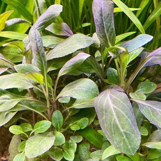 Pisces Enterprises 3cm Terracotta Pot Lobelia Cardinalis 3cm Terracotta Pot Shop Aquarium Plants - Lobelia Cardinalis 3cm Terracotta Pot