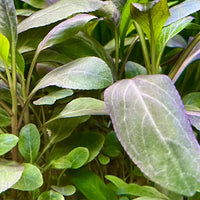 Pisces Enterprises 3cm Terracotta Pot Lobelia Cardinalis 3cm Terracotta Pot Shop Aquarium Plants - Lobelia Cardinalis 3cm Terracotta Pot