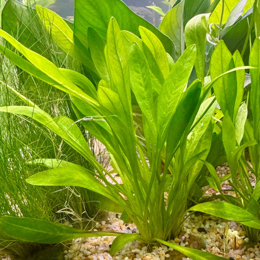 Pisces Enterprises 5cm Pot Broad Chain Sword 5cm Pot - Echinodorus quadricostatus Buy Broad Chain Sword 5cm Pot - Echinodorus quadricostatus - Australia