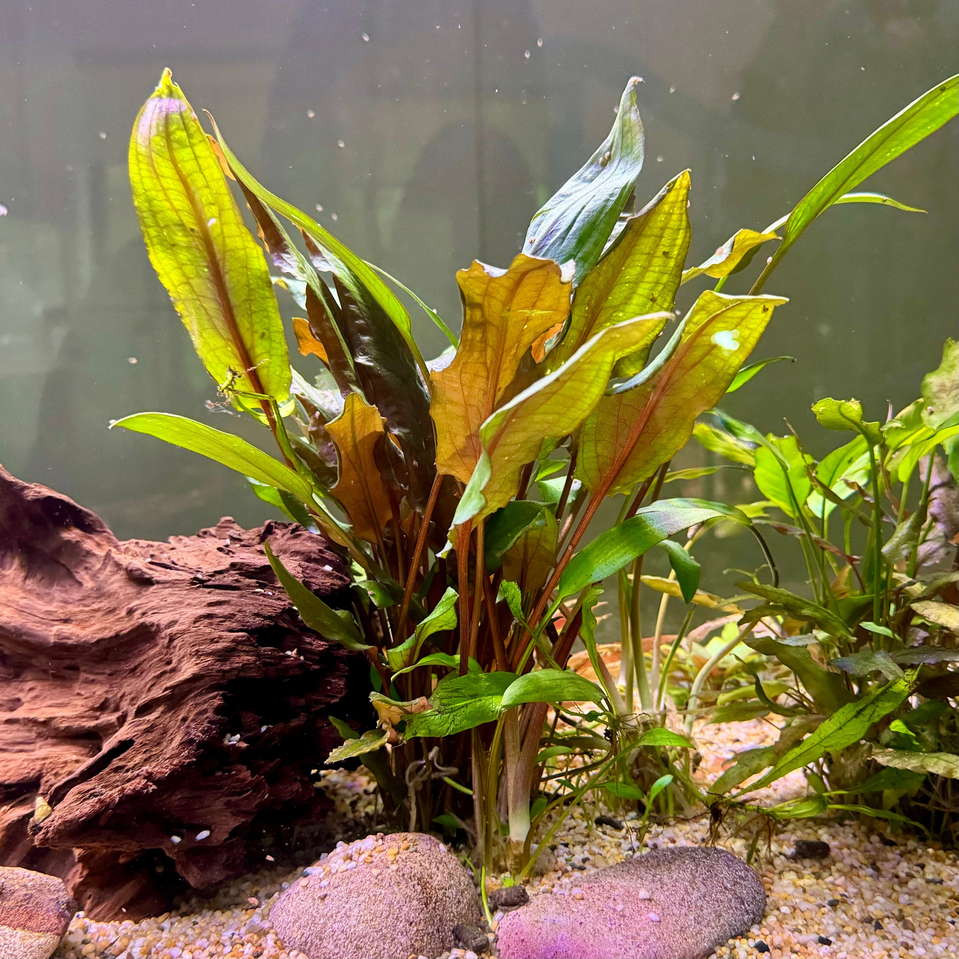 Pisces Enterprises 5cm Pot Cryptocoryne Mi Oya  5cm Pot Buy Aquarium Plants Online Cryptocoryne Mi Oya 5cm Pot - Scapeshop