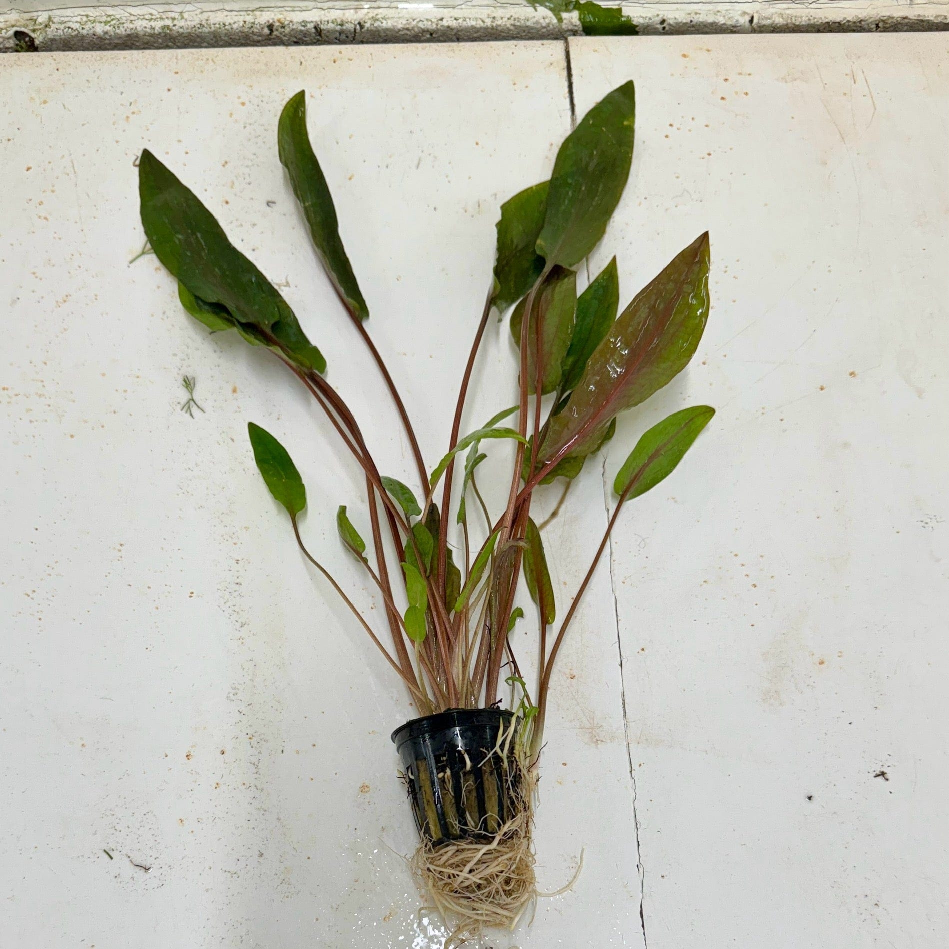 Pisces Enterprises 5cm Pot Cryptocoryne Mi Oya Advanced 5cm Pot - One Only (2 available) Buy Aquarium Plants Online Cryptocoryne Mi Oya Advanced 5cm Pot - Scapeshop