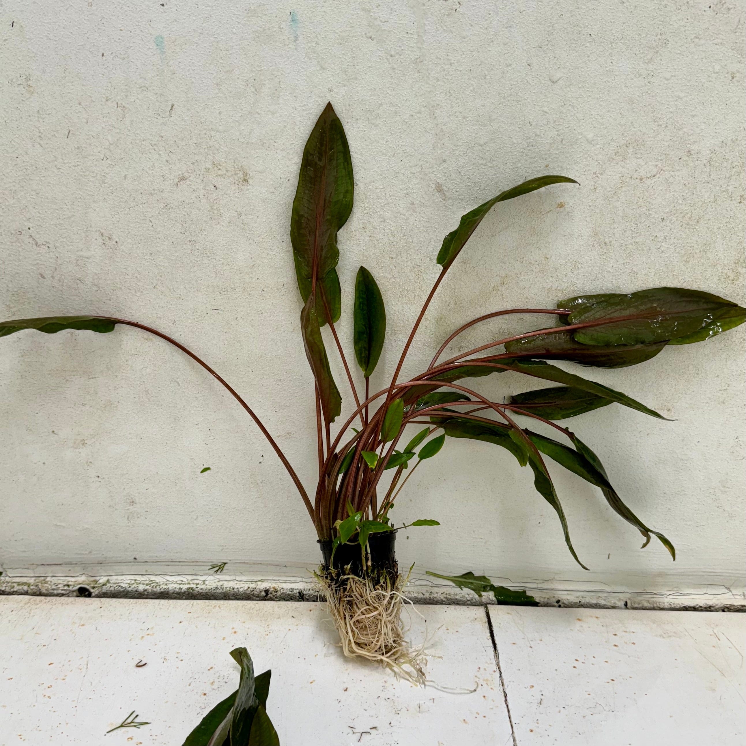 Pisces Enterprises 5cm Pot Cryptocoryne Mi Oya Advanced 5cm Pot - One Only (2 available) Buy Aquarium Plants Online Cryptocoryne Mi Oya Advanced 5cm Pot - Scapeshop