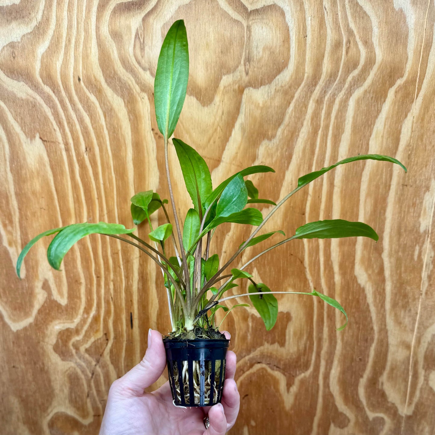 Pisces Enterprises 5cm Pot Cryptocoryne Wendtii Broadleaf 5cm Pot Buy Cryptocoryne Wendtii Broadleaf 5cm Pot from Scapeshop Australia