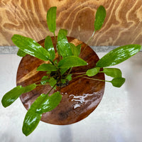 Pisces Enterprises 5cm Pot Cryptocoryne Wendtii Broadleaf 5cm Pot Buy Cryptocoryne Wendtii Broadleaf 5cm Pot from Scapeshop Australia