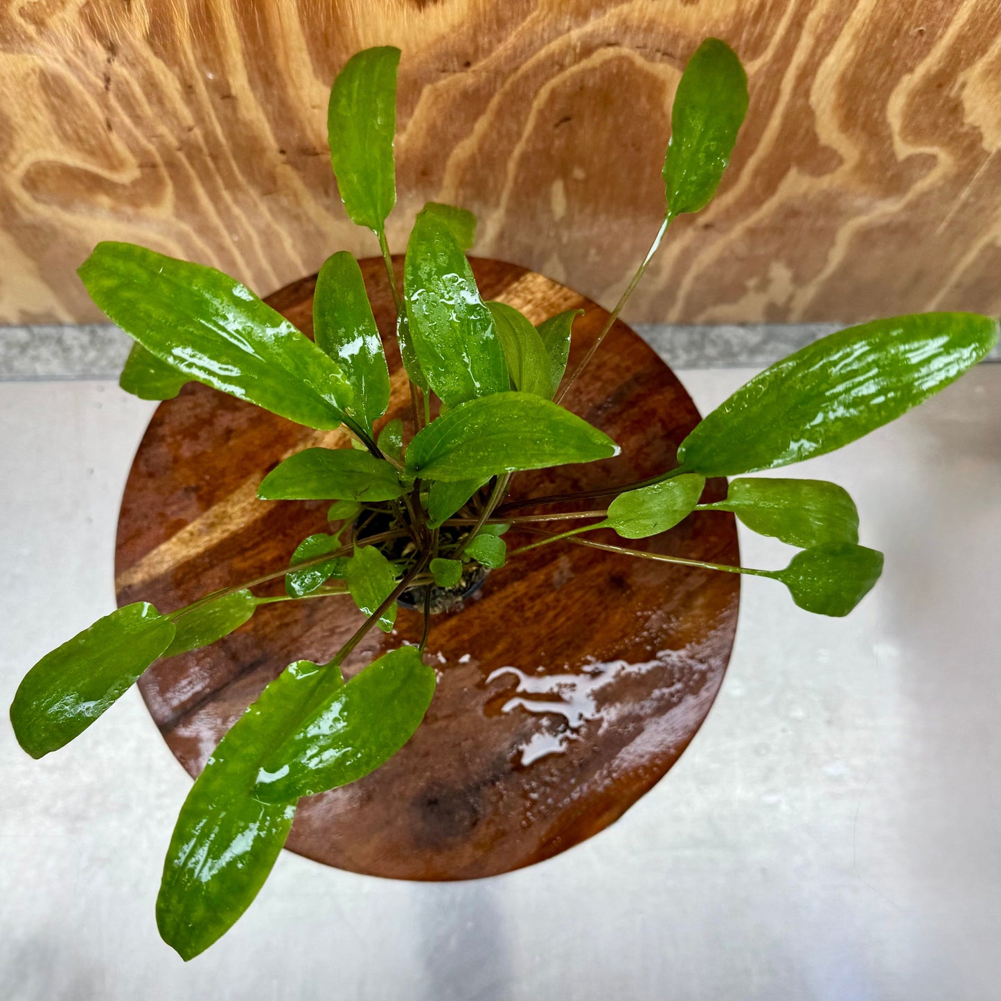 Pisces Enterprises 5cm Pot Cryptocoryne Wendtii Broadleaf 5cm Pot Buy Cryptocoryne Wendtii Broadleaf 5cm Pot from Scapeshop Australia