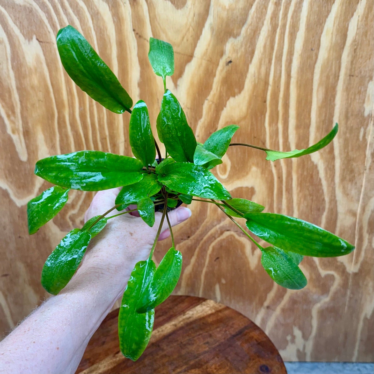 Pisces Enterprises 5cm Pot Cryptocoryne Wendtii Broadleaf 5cm Pot Buy Cryptocoryne Wendtii Broadleaf 5cm Pot from Scapeshop Australia