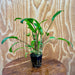 Pisces Enterprises 5cm Pot Cryptocoryne Wendtii Broadleaf 5cm Pot Buy Cryptocoryne Wendtii Broadleaf 5cm Pot from Scapeshop Australia
