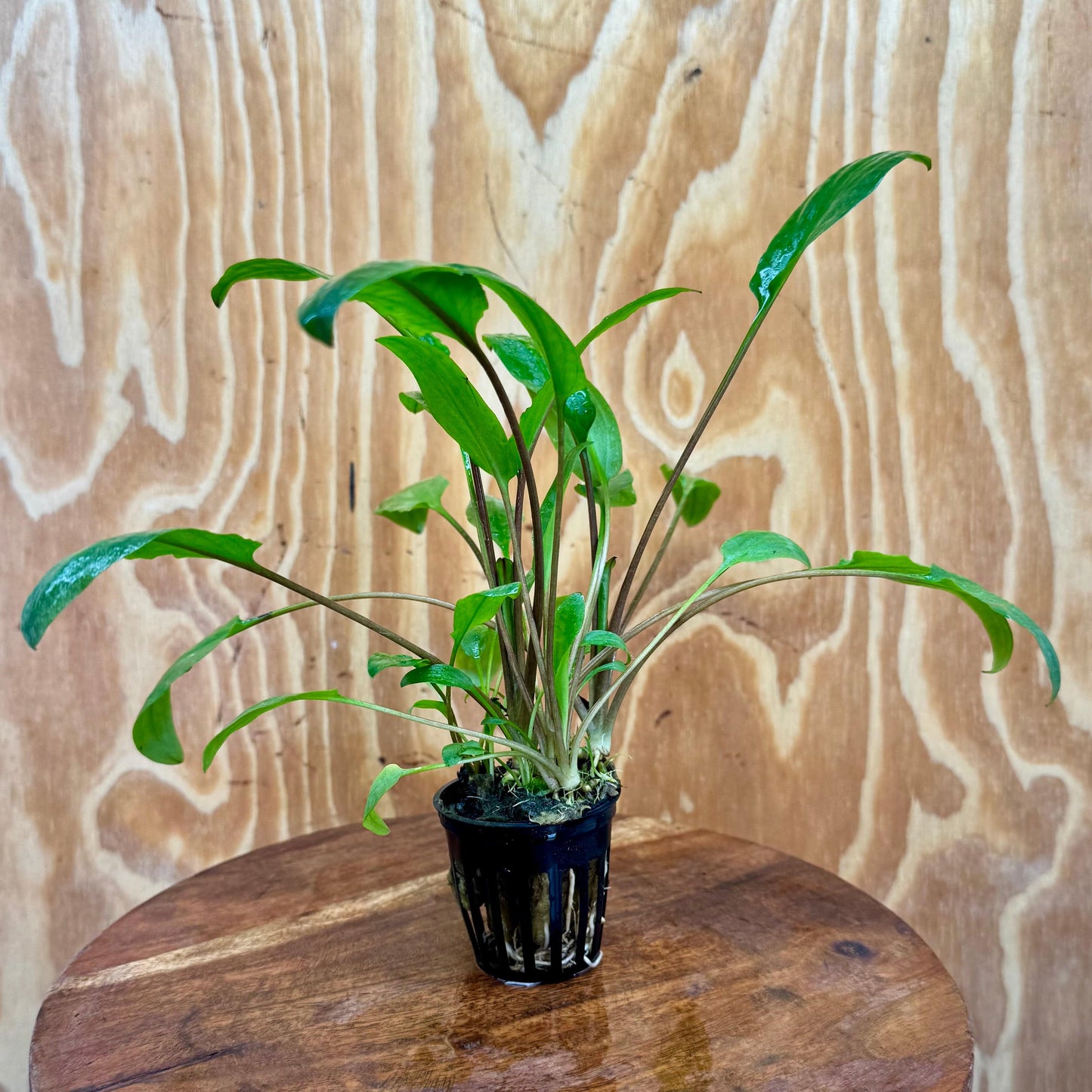 Pisces Enterprises 5cm Pot Cryptocoryne Wendtii Broadleaf 5cm Pot Buy Cryptocoryne Wendtii Broadleaf 5cm Pot from Scapeshop Australia