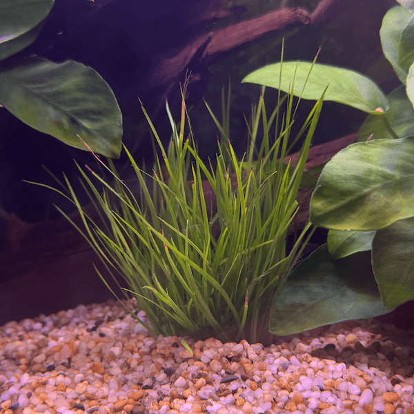 Dwarf Green Rush 5cm Pot – Scapeshop.com.au