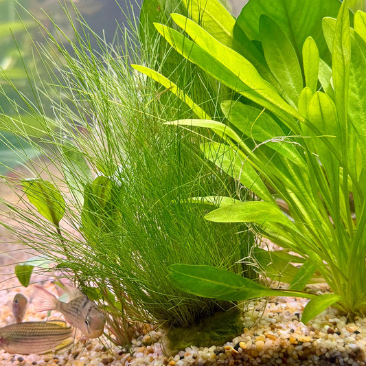 Pisces Enterprises 5cm Pot Dwarf Hairgrass 5cm pot Buy Aquarium Plant Dwarf Hairgrass 5cm pot online Australia Scapeshop