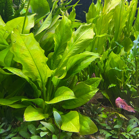 Pisces Enterprises 5cm Pot Echinodorus Compact Bleheri 5cm Pot Echinodorus Compact Bleheri 5cm Pot