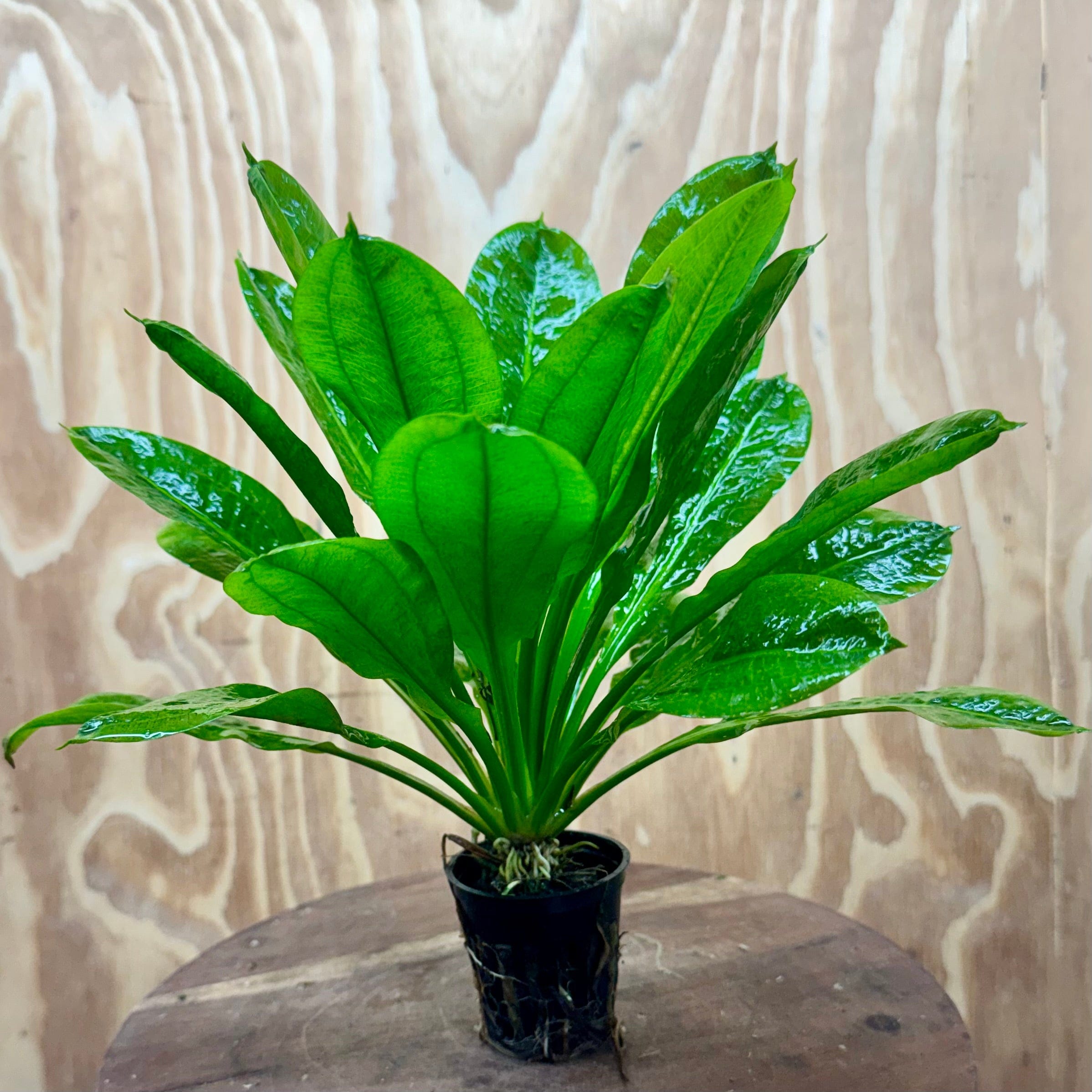 Pisces Enterprises 5cm Pot Echinodorus Tropica 5cm Pot Echinodorus Tropica 5cm Pot