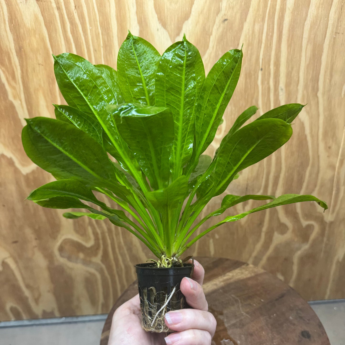 Pisces Enterprises 5cm Pot Echinodorus Tropica 5cm Pot Echinodorus Tropica 5cm Pot