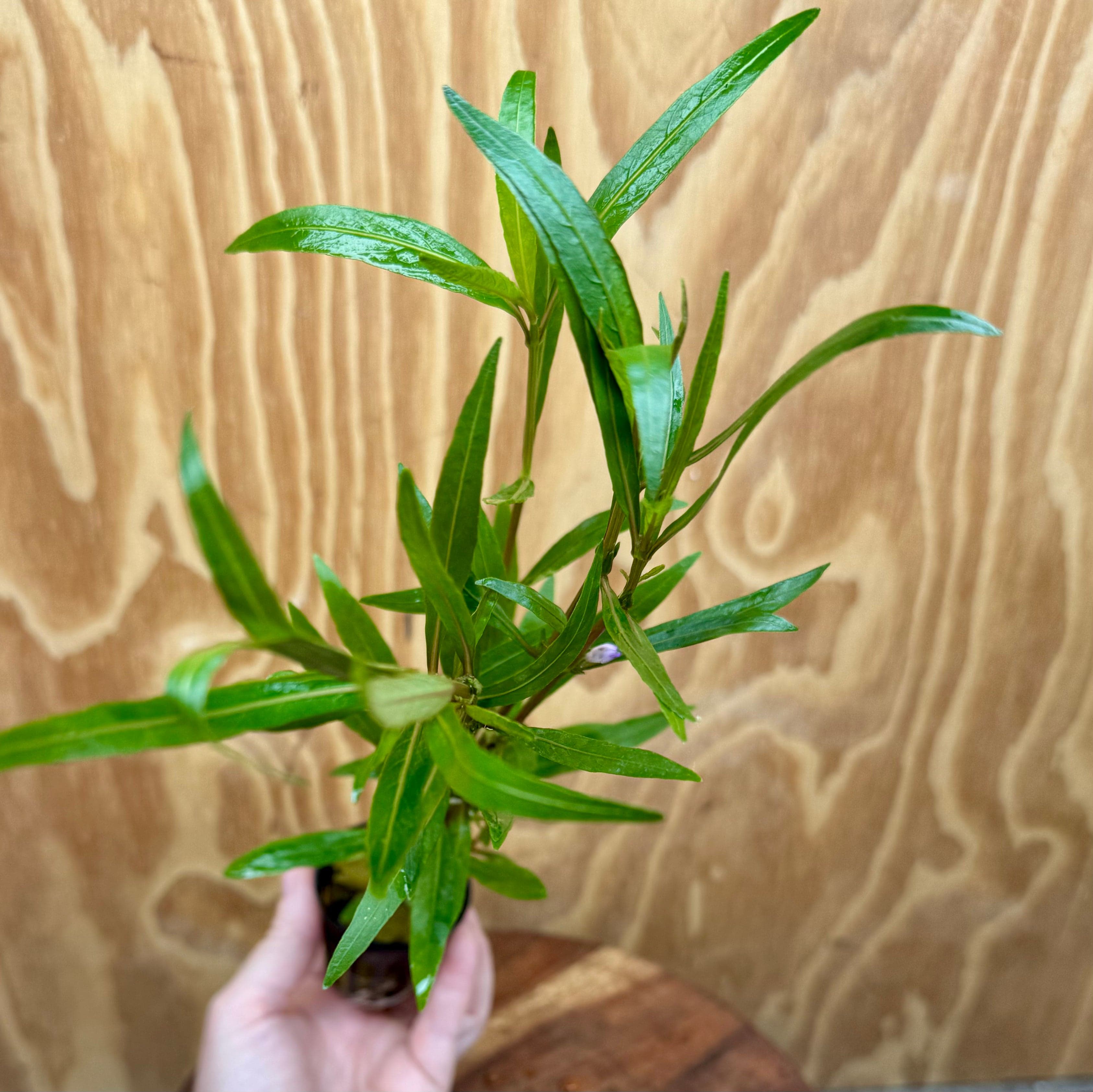 Pisces Enterprises 5cm Pot Hygrophila lancea 5cm Pot Hygrophila lancea 5cm Pot