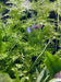 Pisces Enterprises 5cm Pot Lace Fern 5cm Pot Lace Fern 5cm Pot