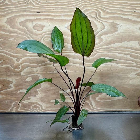 Pisces Enterprises 5cm Pot Red Devil - Extra-large Echinodorus (Sword Plant) 5cm pot - One Only