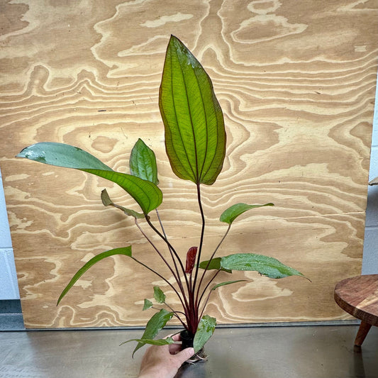 Pisces Enterprises 5cm Pot Red Devil - Extra-large Echinodorus (Sword Plant) 5cm pot - One Only
