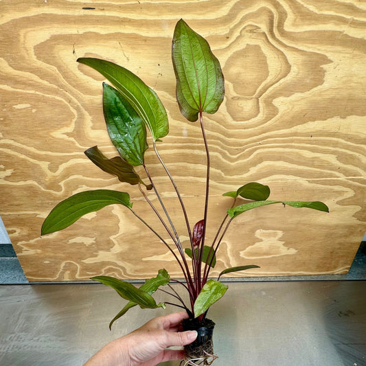 Pisces Enterprises 5cm Pot Red Devil - Extra-large Echinodorus (Sword Plant) 5cm pot - One Only