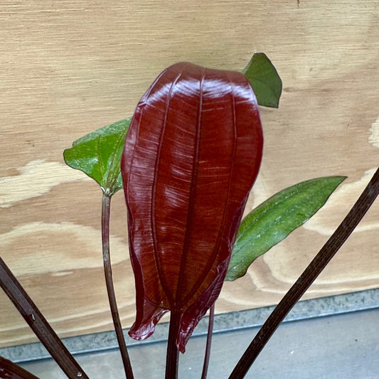 Pisces Enterprises 5cm Pot Red Devil - Extra-large Echinodorus (Sword Plant) 5cm pot - One Only