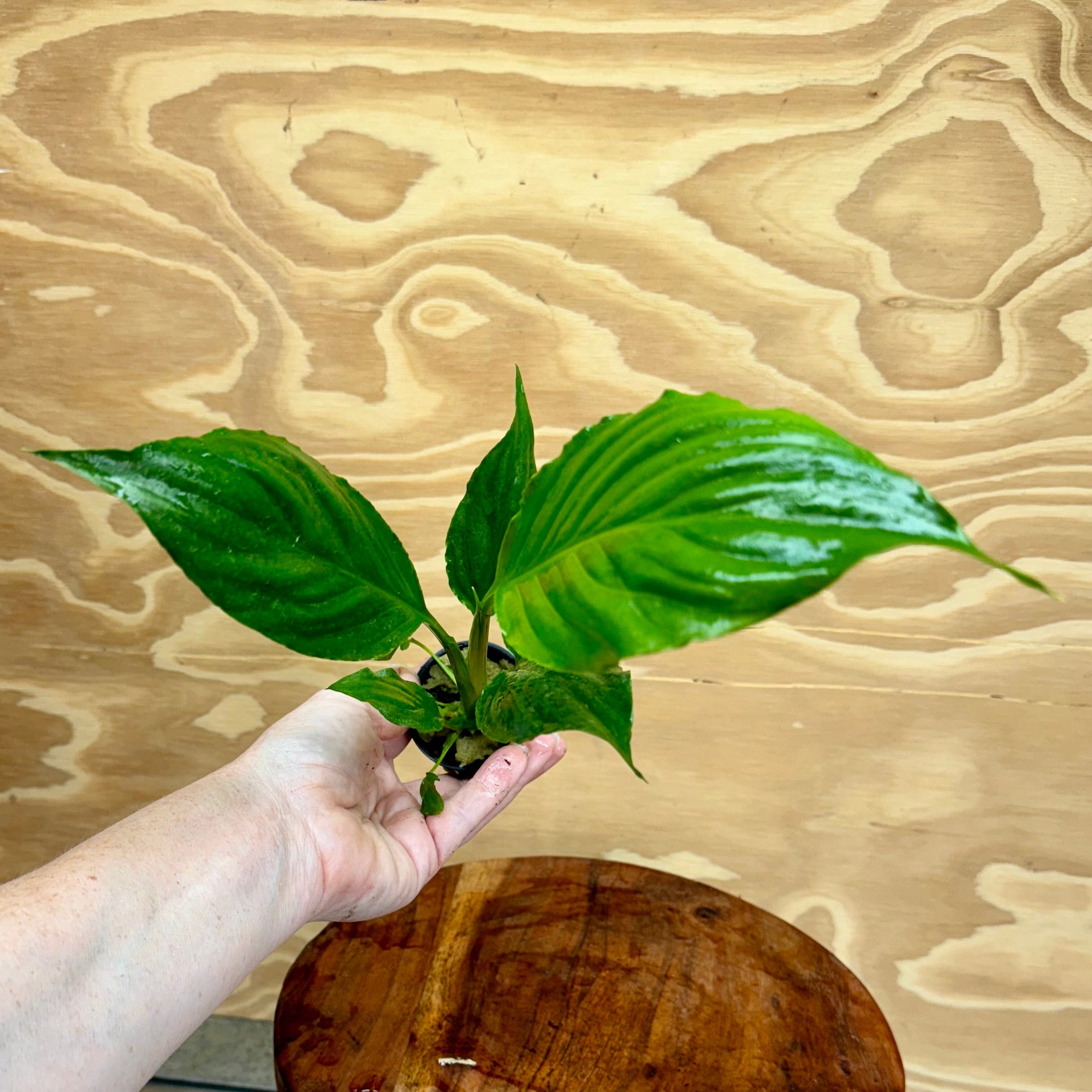 Pisces Enterprises 5cm Pot Spathiphyllum - 5cm Pot Spathiphyllum 5cm Pot -Buy Aquarium Plants from Scapeshop