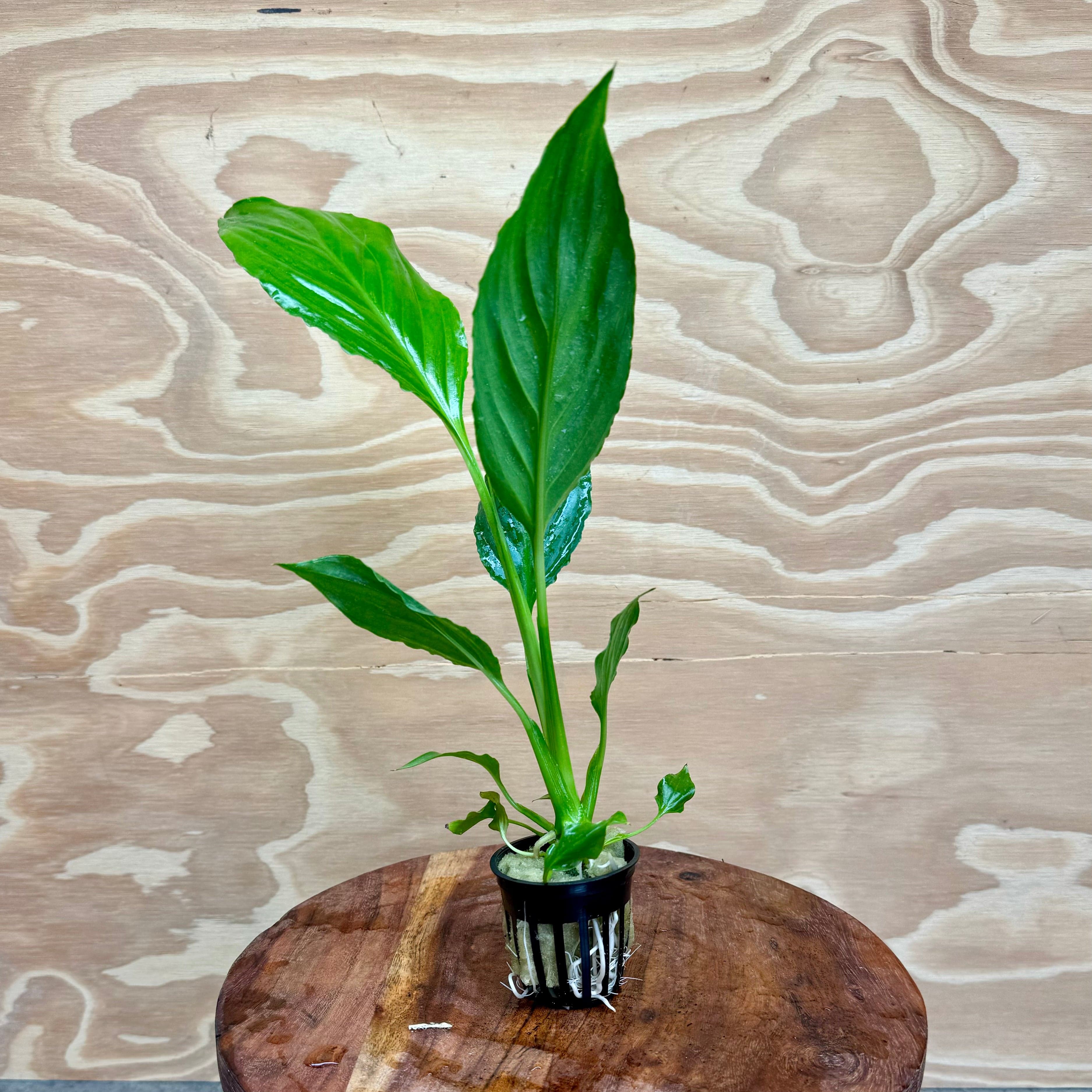 Pisces Enterprises 5cm Pot Spathiphyllum - 5cm Pot Spathiphyllum 5cm Pot -Buy Aquarium Plants from Scapeshop