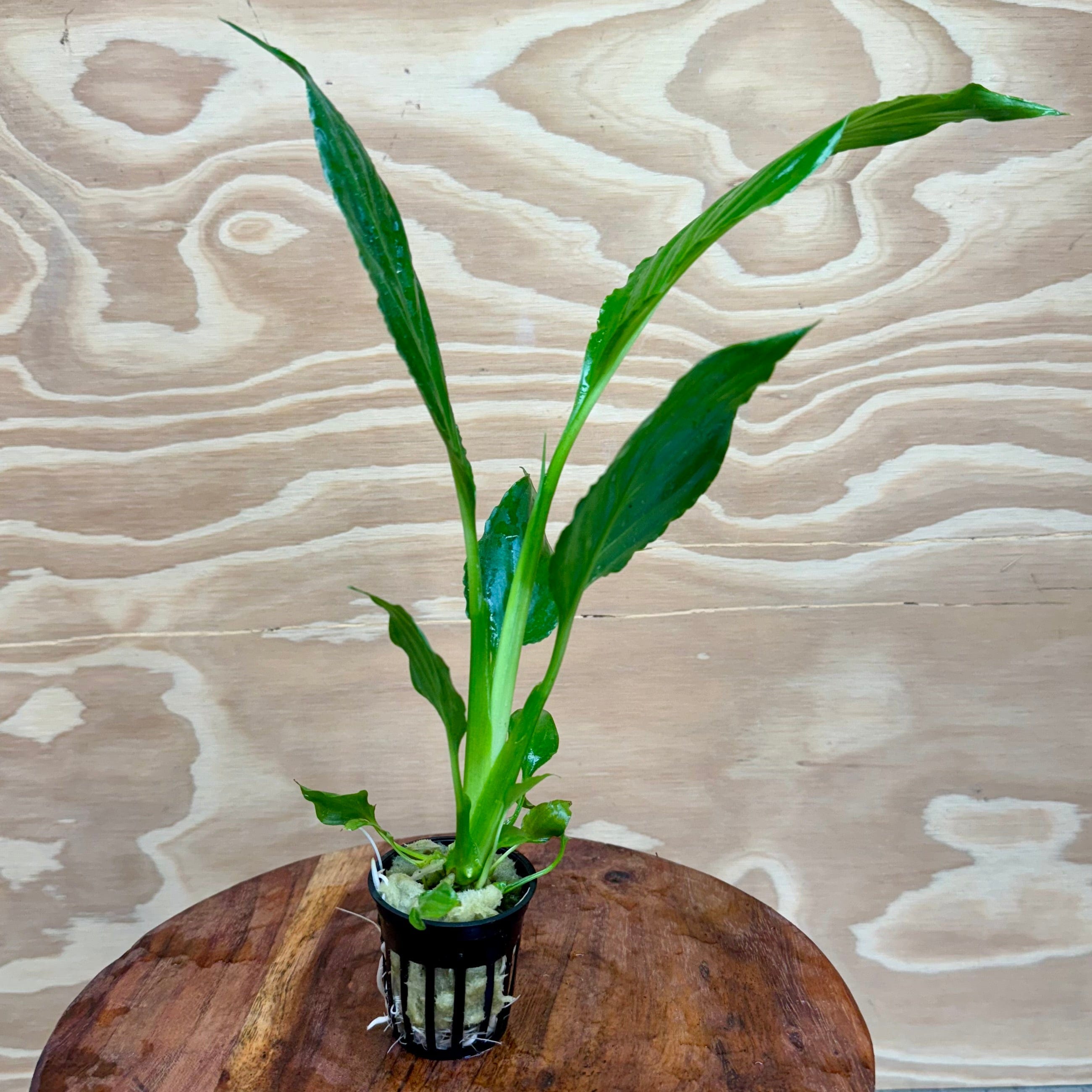 Pisces Enterprises 5cm Pot Spathiphyllum - 5cm Pot Spathiphyllum 5cm Pot -Buy Aquarium Plants from Scapeshop