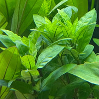 Pisces Enterprises 5cm Pot Staurogyne 5cm Pot Staurogyne 5cm Pot