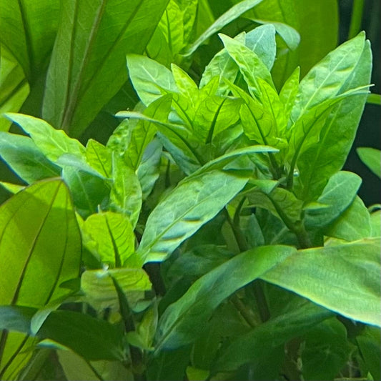 Pisces Enterprises 5cm Pot Staurogyne 5cm Pot Staurogyne 5cm Pot