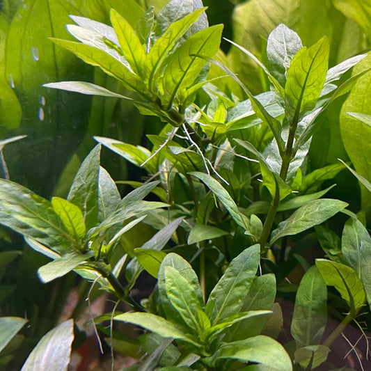 Pisces Enterprises 5cm Pot Staurogyne 5cm Pot Staurogyne 5cm Pot