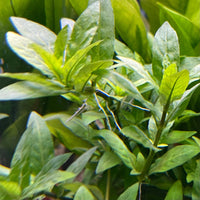 Pisces Enterprises 5cm Pot Staurogyne 5cm Pot Staurogyne 5cm Pot