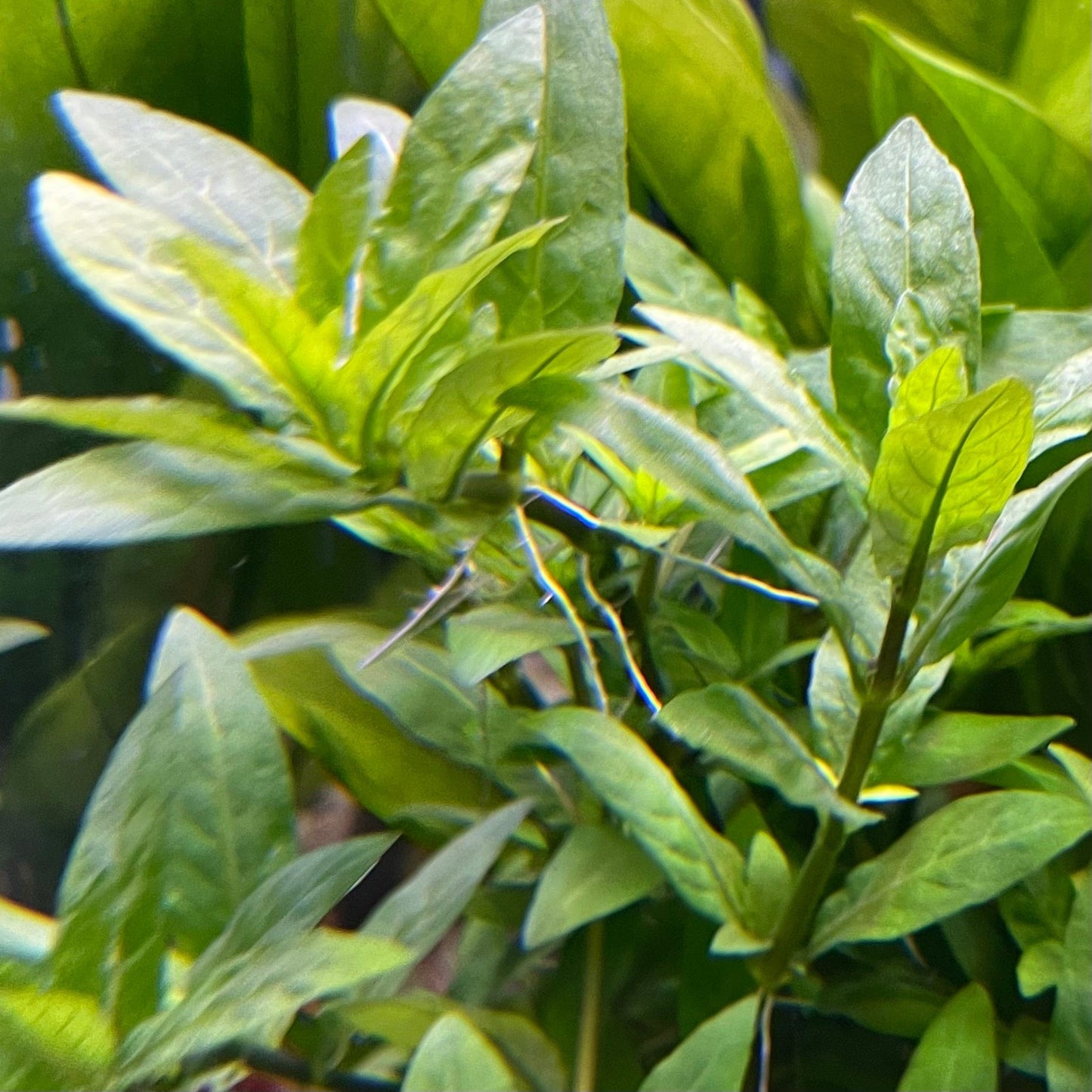 Pisces Enterprises 5cm Pot Staurogyne 5cm Pot Staurogyne 5cm Pot