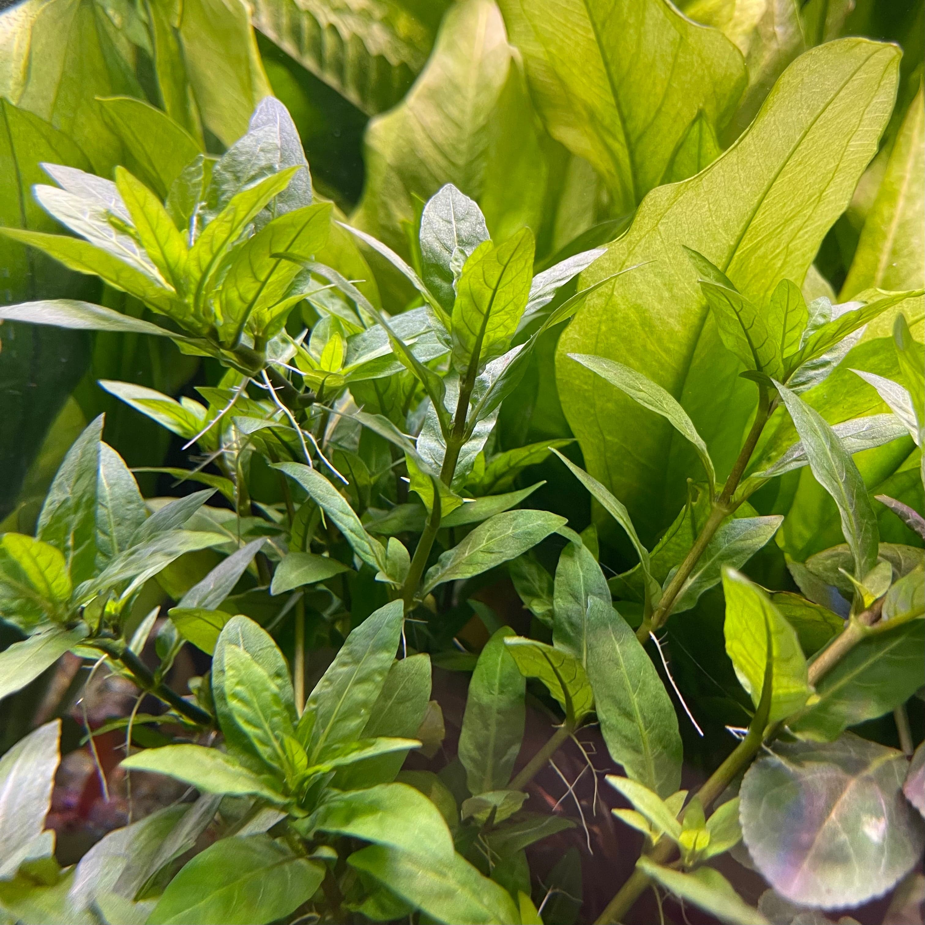 Pisces Enterprises 5cm Pot Staurogyne 5cm Pot Staurogyne 5cm Pot