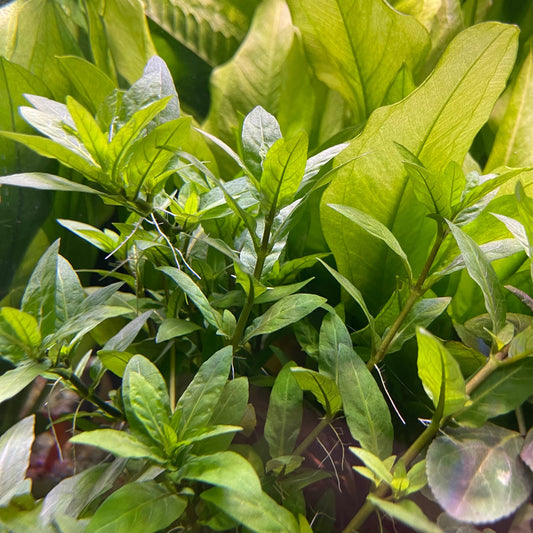 Pisces Enterprises 5cm Pot Staurogyne 5cm Pot Staurogyne 5cm Pot