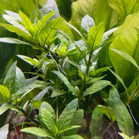 Pisces Enterprises 5cm Pot Staurogyne 5cm Pot Staurogyne 5cm Pot