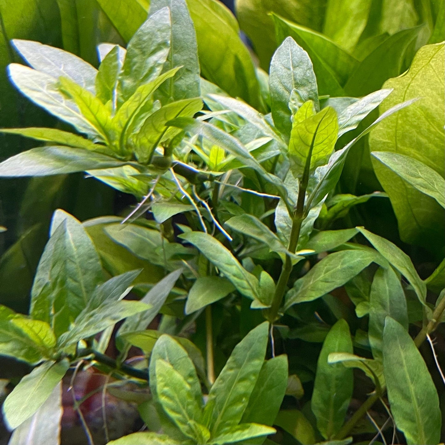 Pisces Enterprises 5cm Pot Staurogyne 5cm Pot Staurogyne 5cm Pot