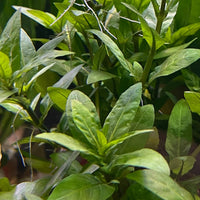 Pisces Enterprises 5cm Pot Staurogyne 5cm Pot Staurogyne 5cm Pot