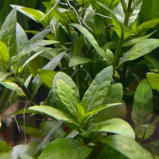 Pisces Enterprises 5cm Pot Staurogyne 5cm Pot Staurogyne 5cm Pot