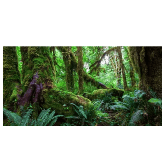 Tank Terrarium Australia Aqua Natural 2 foot (40cm high by 60cm wide) Amazon Rainforest Poster Background Amazon Rainforest Terrarium Background - Tank Terrarium Australia