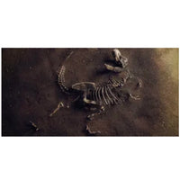 Reptile Realm Aqua Natural 2 foot (40cm high by 60cm wide) Jurassic Bones Poster Background Jurassic Bones Poster Background - Tank Terrarium Australia