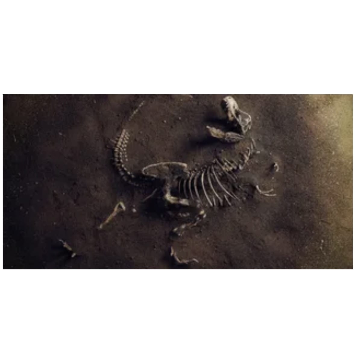 Reptile Realm Aqua Natural 2 foot (40cm high by 60cm wide) Jurassic Bones Poster Background Jurassic Bones Poster Background - Tank Terrarium Australia