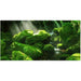 Reptile Realm Aqua Natural 2 foot (40cm high by 60cm wide) Moss Boulder Forest Poster Background Moss Boulder Forest Background - Tank Terrarium Australia