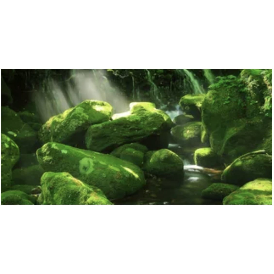 Reptile Realm Aqua Natural 2 foot (40cm high by 60cm wide) Moss Boulder Forest Poster Background Moss Boulder Forest Background - Tank Terrarium Australia